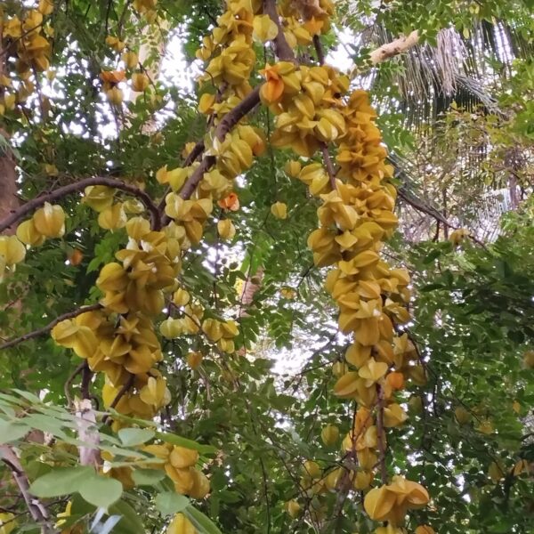 Star Fruit concentrate